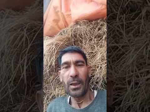 Recent post by Kashmir Profile