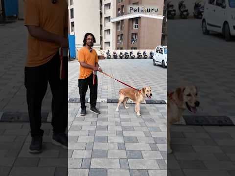 Recent post by PetGuru Academy
