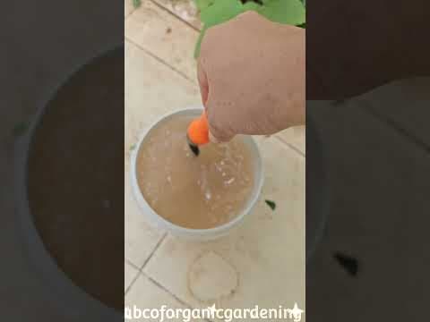 Recent post by ABC of Organic Gardening