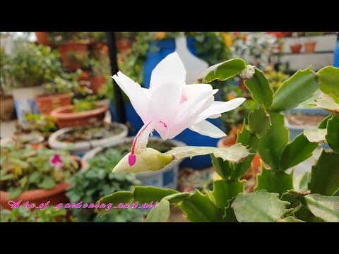 Recent post by ABC of Organic Gardening