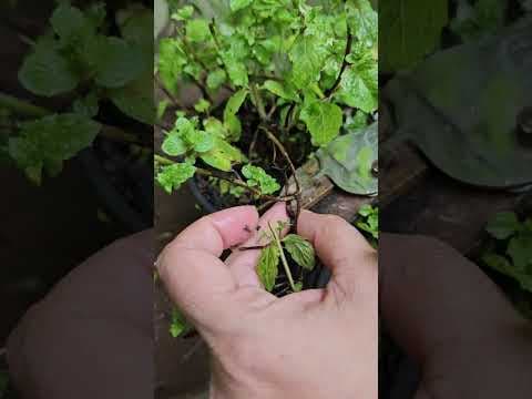 Recent post by ABC of Organic Gardening