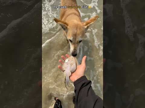 Recent post by pets swag