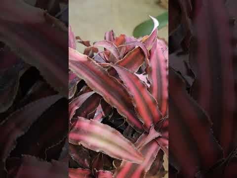 Recent post by ABC of Organic Gardening