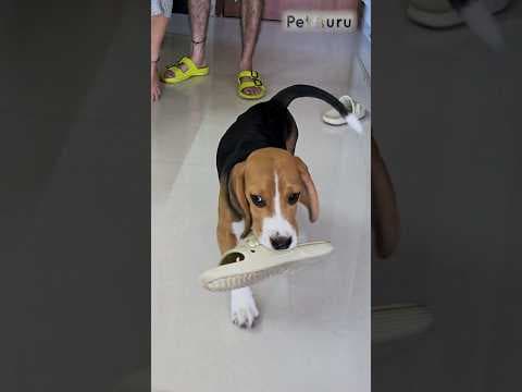 Recent post by PetGuru Academy
