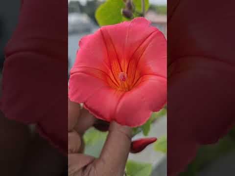 Recent post by ABC of Organic Gardening