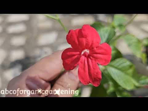 Recent post by ABC of Organic Gardening