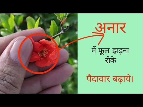 Recent post by Buds Of Happiness