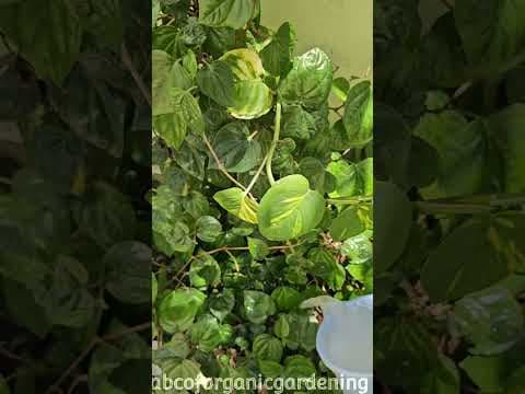 Recent post by ABC of Organic Gardening