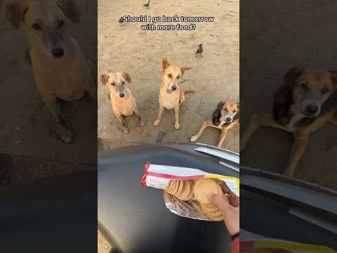 Recent post by pets swag