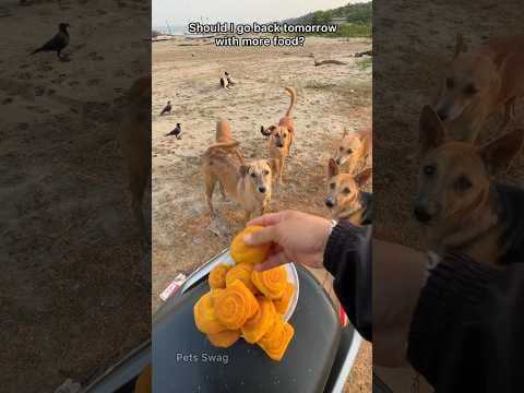 Recent post by pets swag