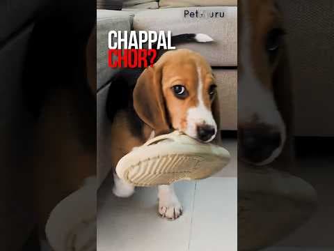 Recent post by PetGuru Academy