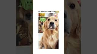 https://i.ytimg.com/vi/LfZMu5_-TtY/hqdefault.jpg