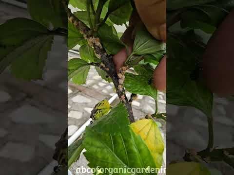 Recent post by ABC of Organic Gardening