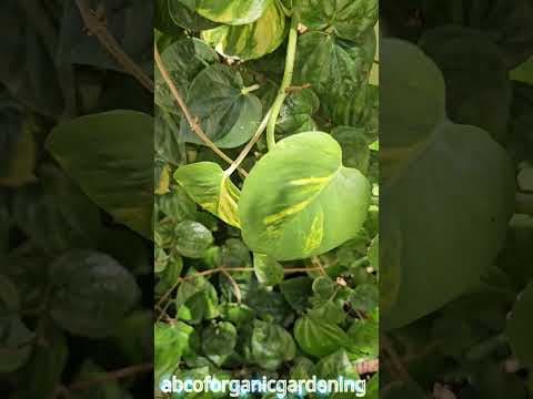 Recent post by ABC of Organic Gardening