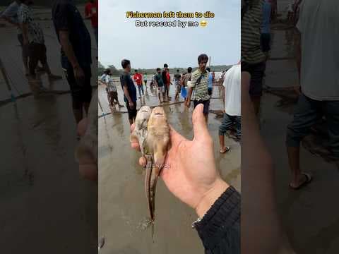 Recent post by pets swag