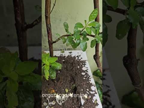 Recent post by ABC of Organic Gardening