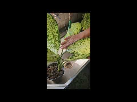 Recent post by ABC of Organic Gardening