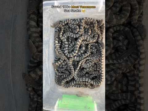 Recent post by pets swag