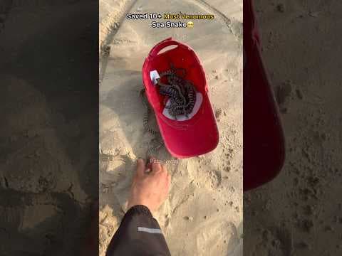 Recent post by pets swag