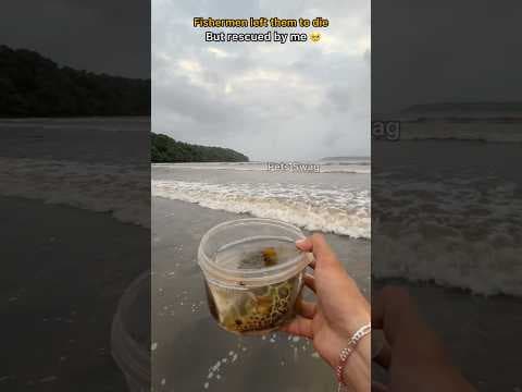 Recent post by pets swag