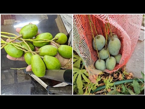 Recent post by Chinnis Garden & Kitchen Beary VLOG