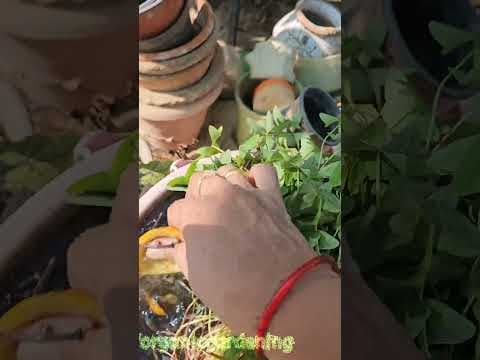 Recent post by ABC of Organic Gardening