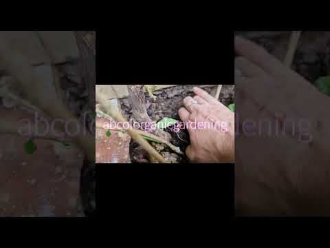 Recent post by ABC of Organic Gardening