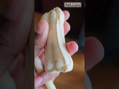 Recent post by PetGuru Academy