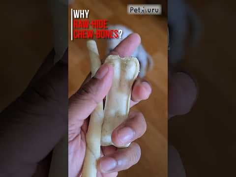 Recent post by PetGuru Academy