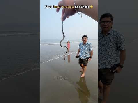 Recent post by pets swag