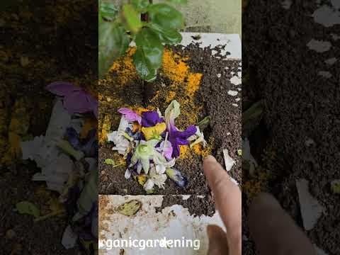 Recent post by ABC of Organic Gardening