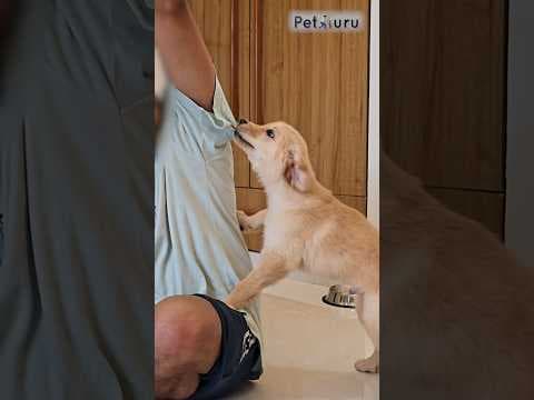 Recent post by PetGuru Academy