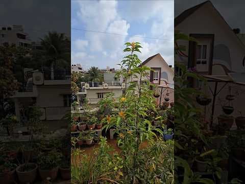 Recent post by Urban Scape Bangalore