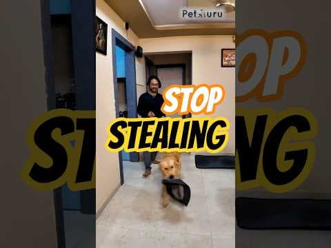 Recent post by PetGuru Academy