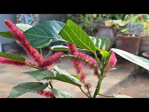 Recent post by Urban Scape Bangalore