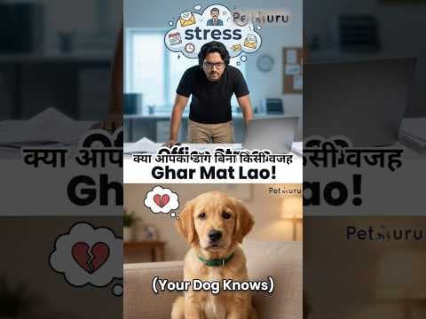Recent post by PetGuru Academy