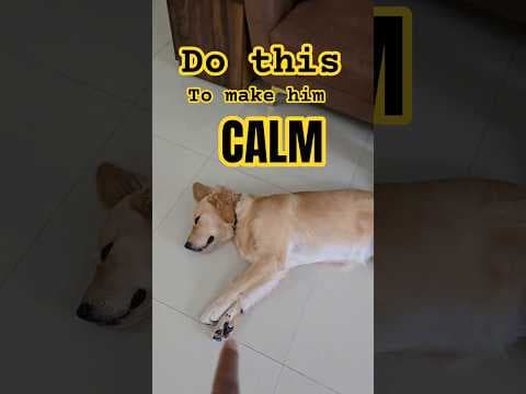 Recent post by PetGuru Academy