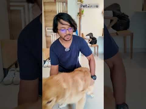 Recent post by PetGuru Academy