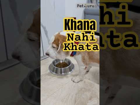Recent post by PetGuru Academy