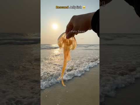 Recent post by pets swag