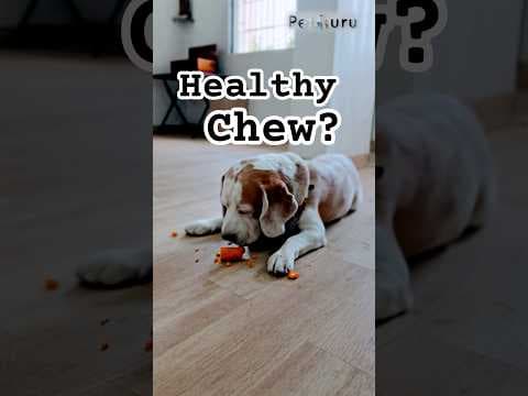 Recent post by PetGuru Academy