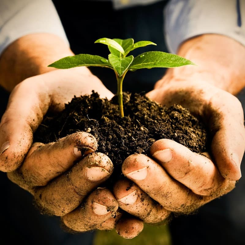 Ankit's Terrace Gardening