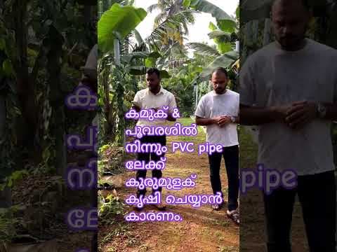 Recent post by കാർഷിക നുറുങ്ങുകൾ By Alfred