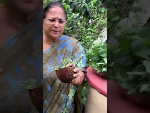 Recent post by Patnam Lo Palleturu by Pinnaka Padma