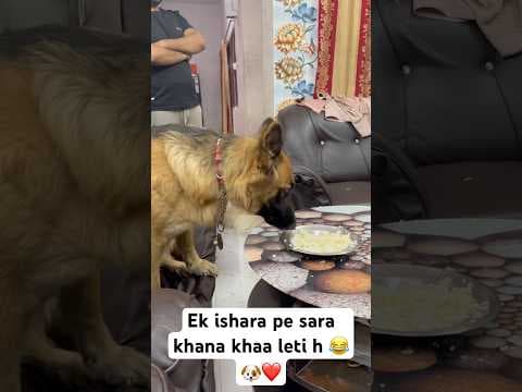 Recent post by Champ The Gsd