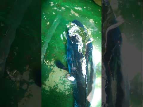 Recent post by Fishy Vlogs - Ajay Thiruvalla