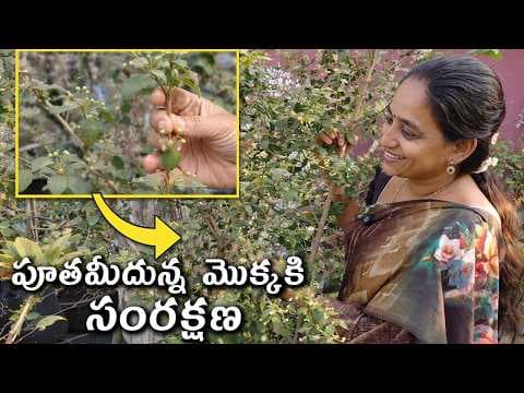 Recent post by TELUGU GARDEN VLOG