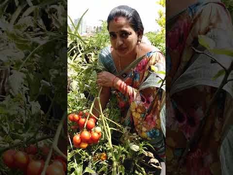 Recent post by TELUGU GARDEN VLOG