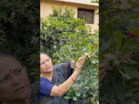 Recent post by Patnam Lo Palleturu by Pinnaka Padma
