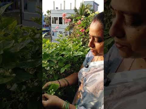 Recent post by TELUGU GARDEN VLOG